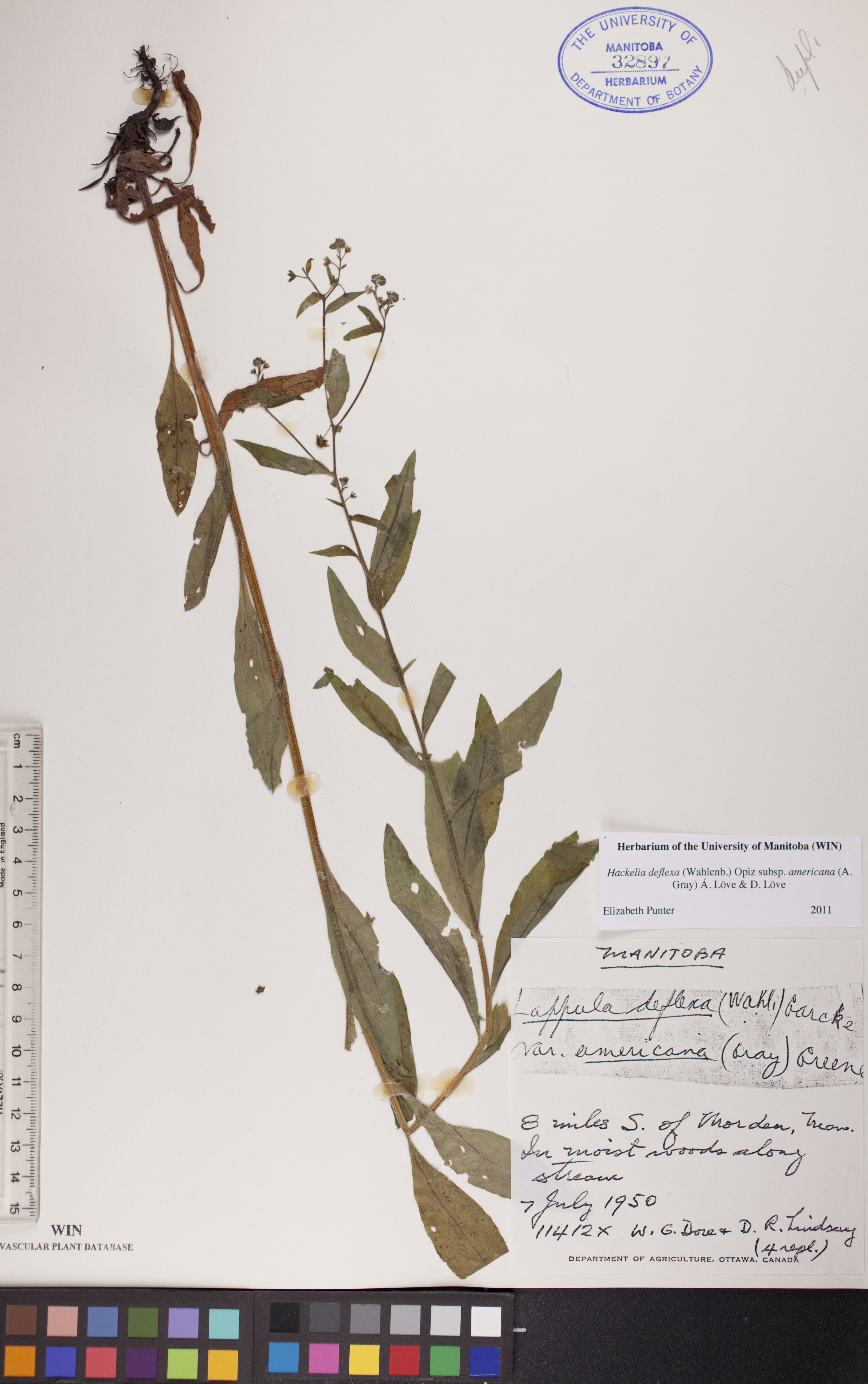 Hackelia deflexa subsp. americana image